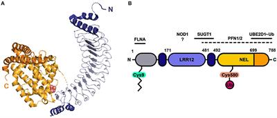 Capturing Salmonella SspH2 Host Targets in Virus-Like Particles